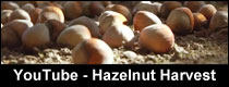 youtube hazelnut harvest